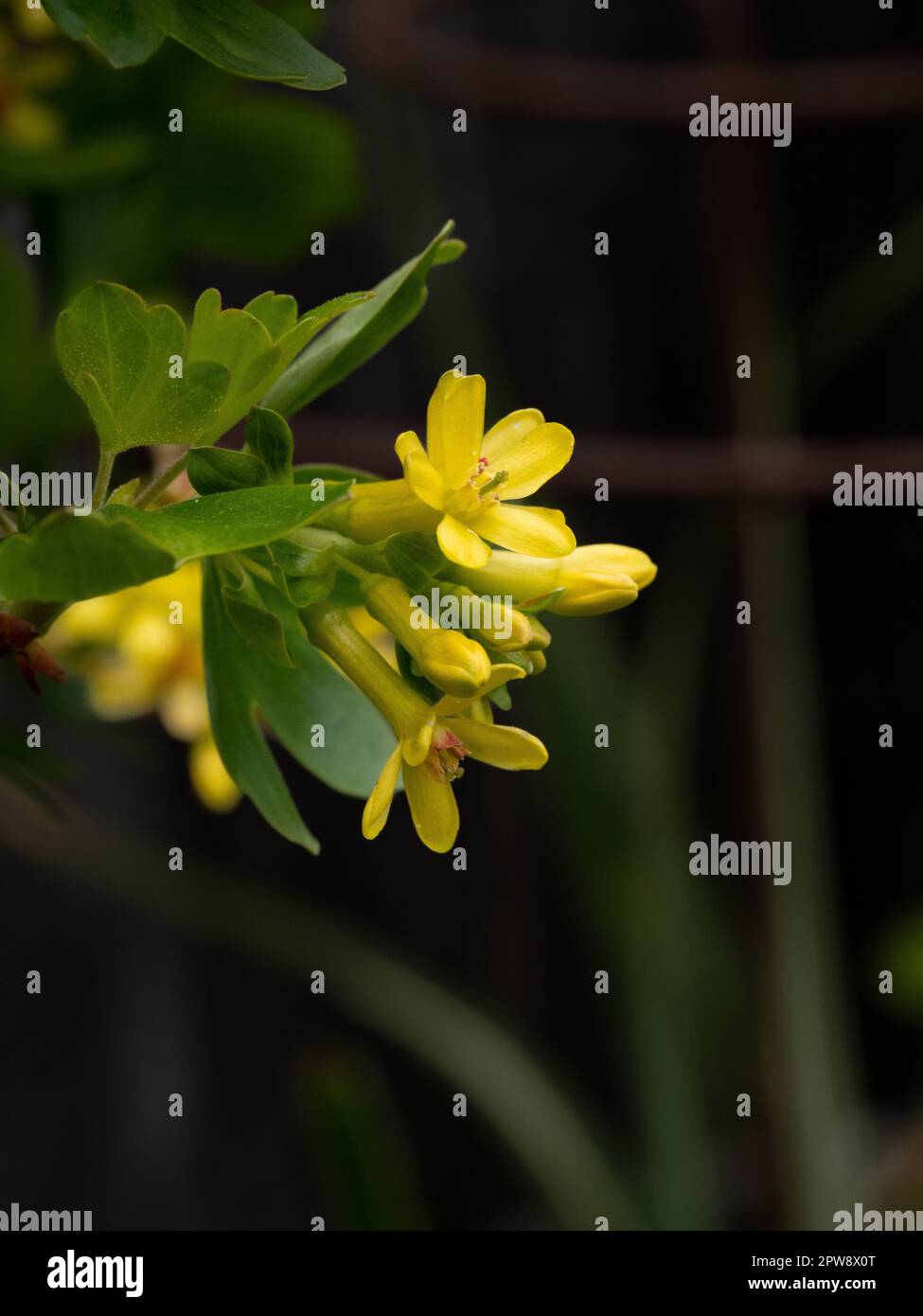 I fiori gialli luminosi del ribes fiorito Ribes odoratum Foto Stock