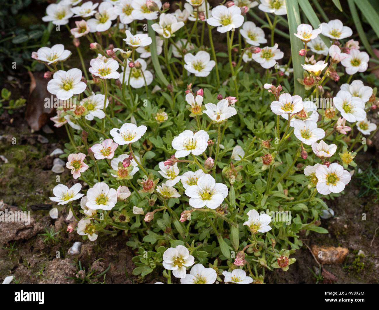 I fiori bianchi e il fogliame mossy verde chiaro di Saxifraga arendsii 'Alpino Early White' Foto Stock