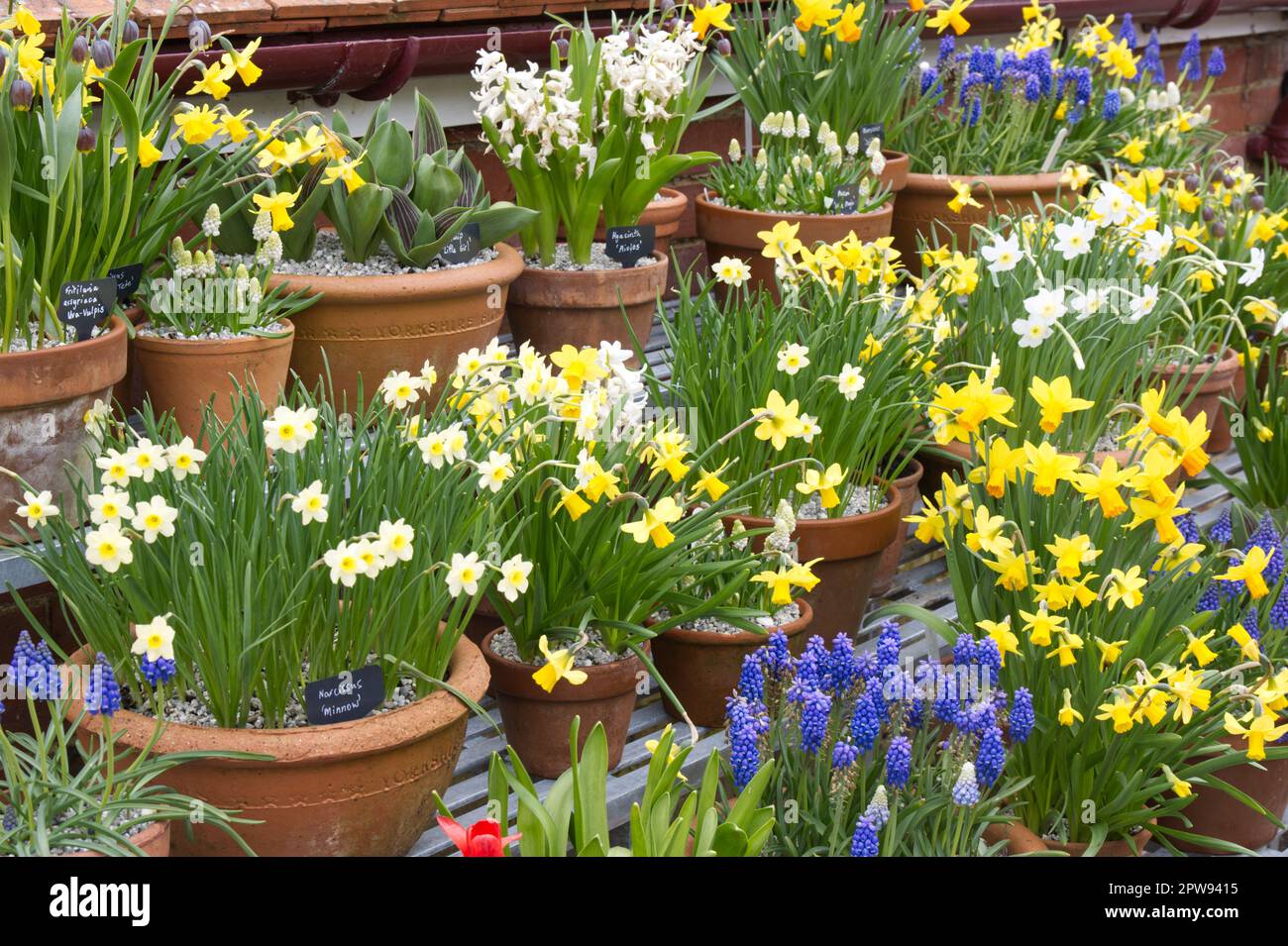 Una colorata esposizione di bulbi primaverili in vaso tra cui narcisi (narcisi) e giacinti d'uva (muscari) nel giardino britannico di aprile Foto Stock