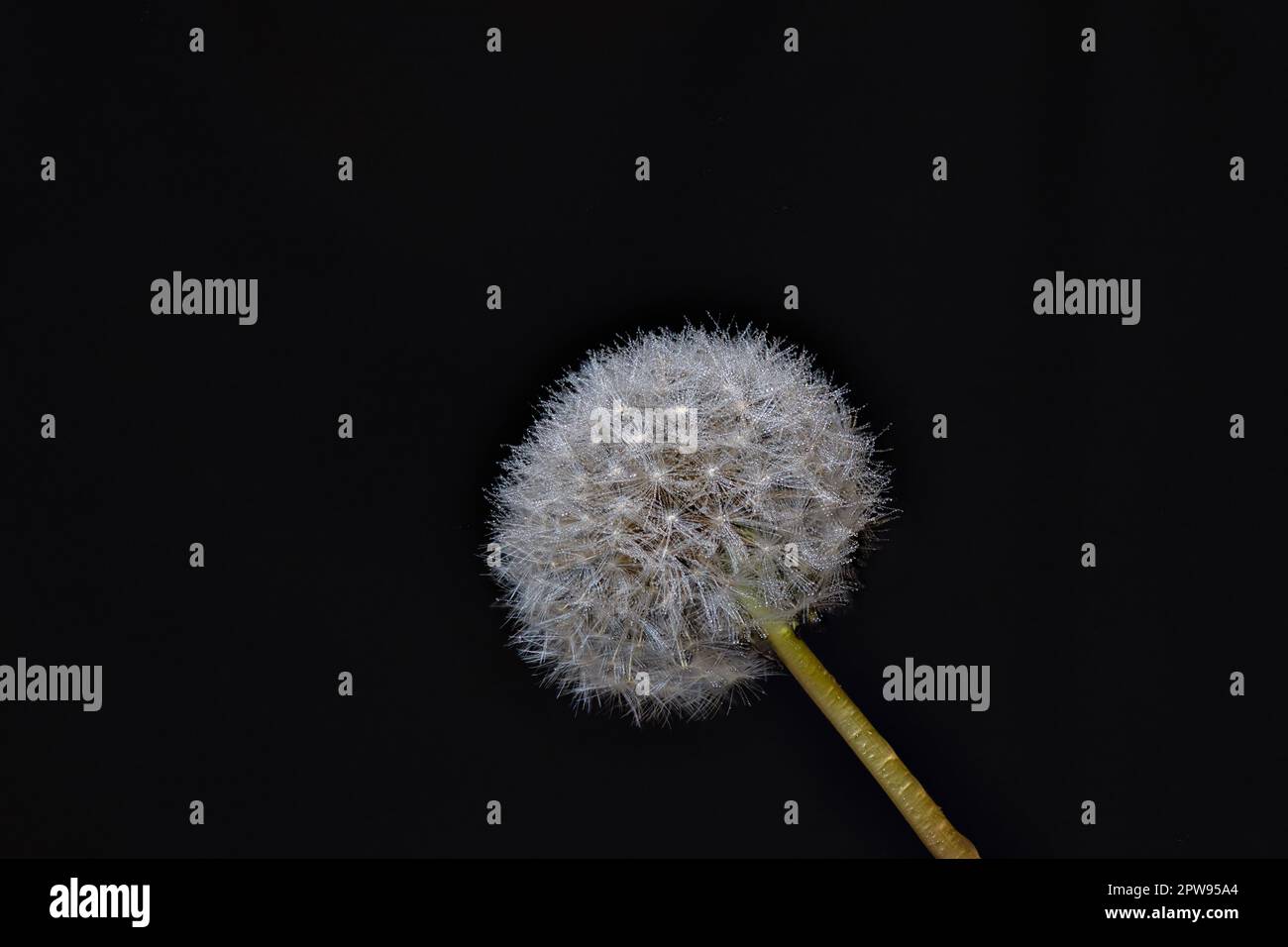 Una foto macro-closeup di un fiore di testa di semi di dente di leone con rugiada o gocce d'acqua sui loro petali di superficie catturati su uno sfondo nero Foto Stock