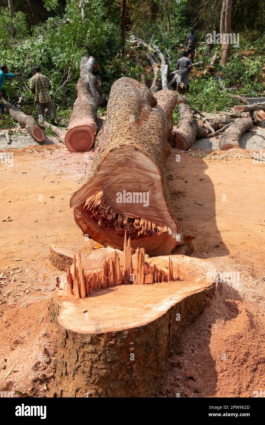 Auroville, India - 18th marzo 2023: Distruzione di grandi alberi vecchi per costruire una strada enorme nel mezzo della foresta. Foto Stock