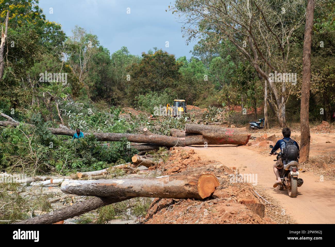 Auroville, India - 18th marzo 2023: Distruzione di grandi alberi vecchi per costruire una strada enorme nel mezzo della foresta. Foto Stock