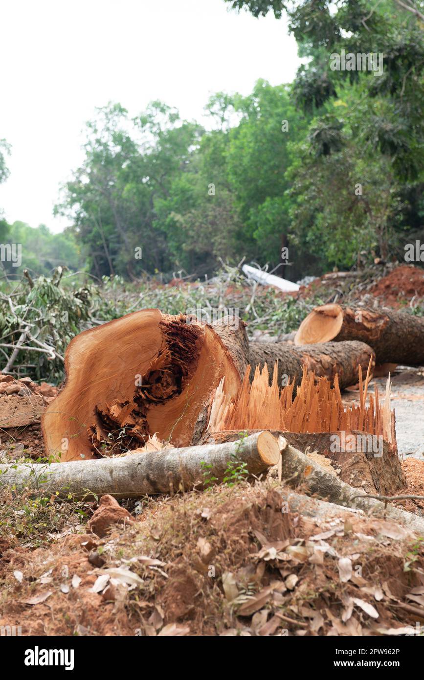 Auroville, India - 18th marzo 2023: Distruzione di grandi alberi vecchi per costruire una strada enorme nel mezzo della foresta. Foto Stock