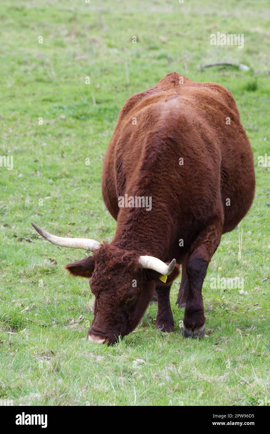 Razza rara, BESTIAME ROSSO RUBINO DEVON a Kingston Lacy estate, Dorset UK nel mese di aprile Foto Stock