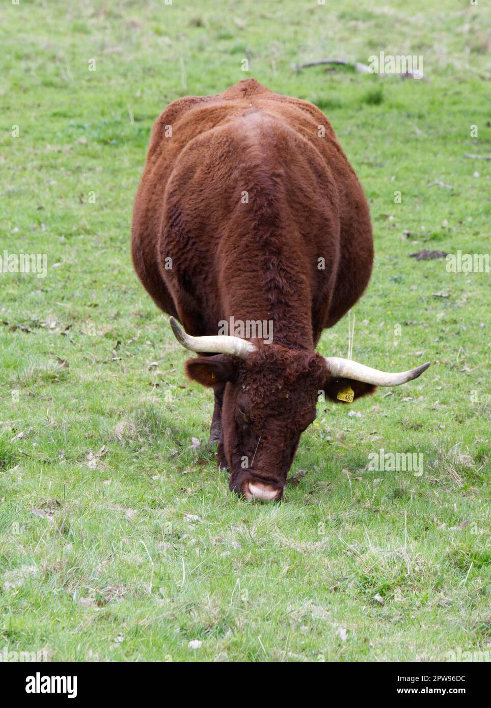 Razza rara, BESTIAME ROSSO RUBINO DEVON a Kingston Lacy estate, Dorset UK nel mese di aprile Foto Stock