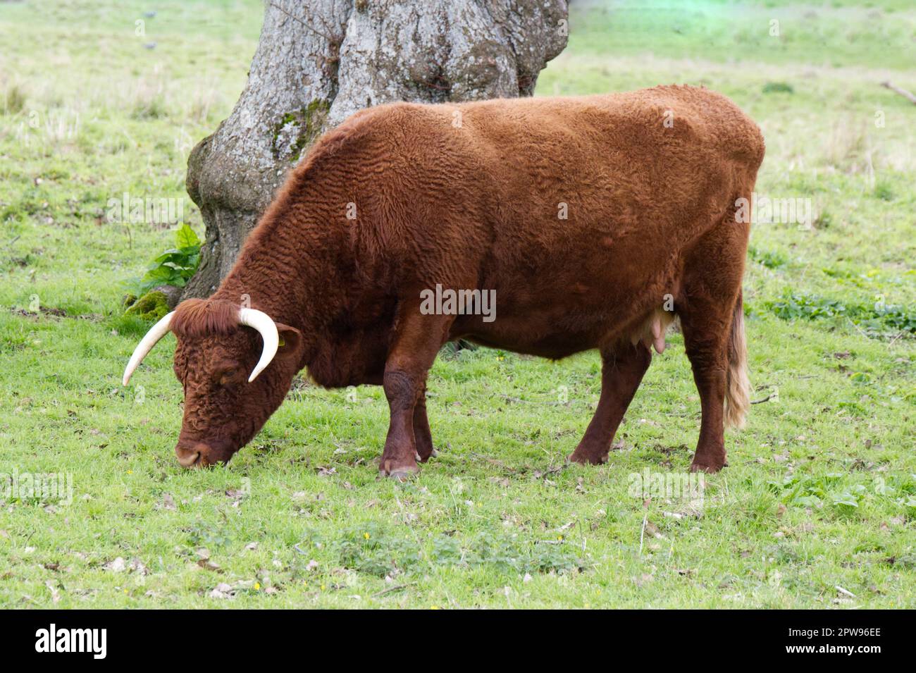 Razza rara, BESTIAME ROSSO RUBINO DEVON a Kingston Lacy estate, Dorset UK nel mese di aprile Foto Stock