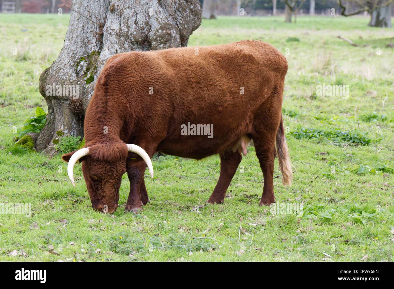 Razza rara, BESTIAME ROSSO RUBINO DEVON a Kingston Lacy estate, Dorset UK nel mese di aprile Foto Stock