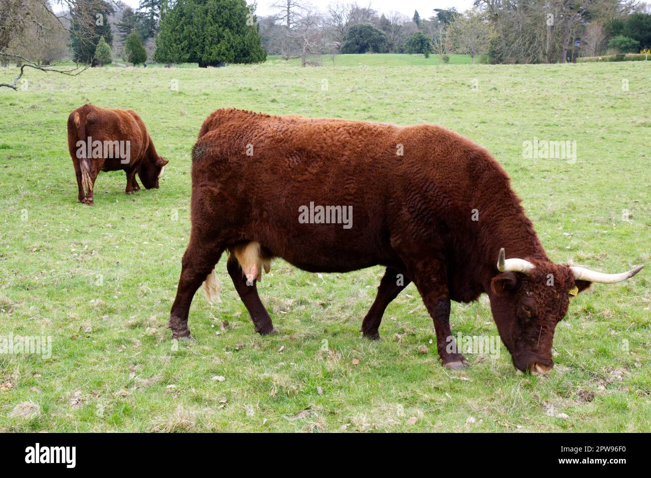 Razza rara, BESTIAME ROSSO RUBINO DEVON a Kingston Lacy estate, Dorset UK nel mese di aprile Foto Stock