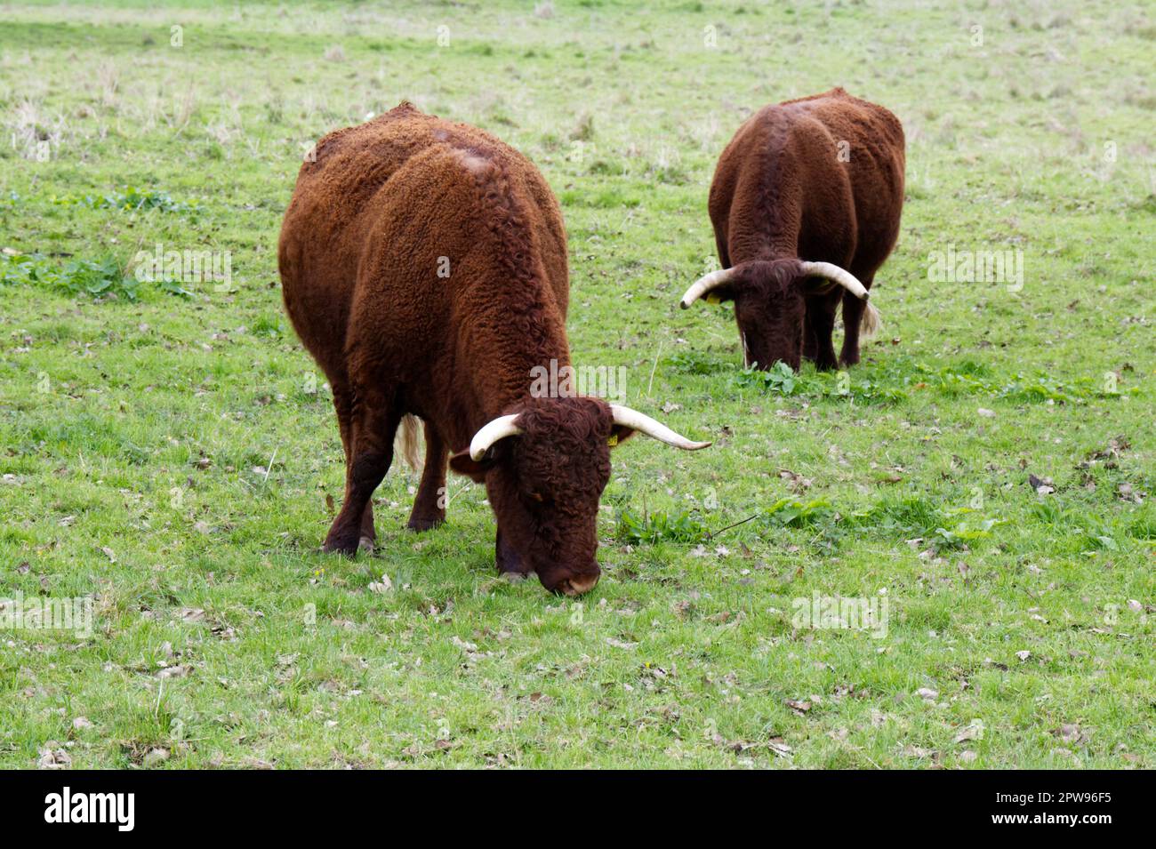 Razza rara, BESTIAME ROSSO RUBINO DEVON a Kingston Lacy estate, Dorset UK nel mese di aprile Foto Stock