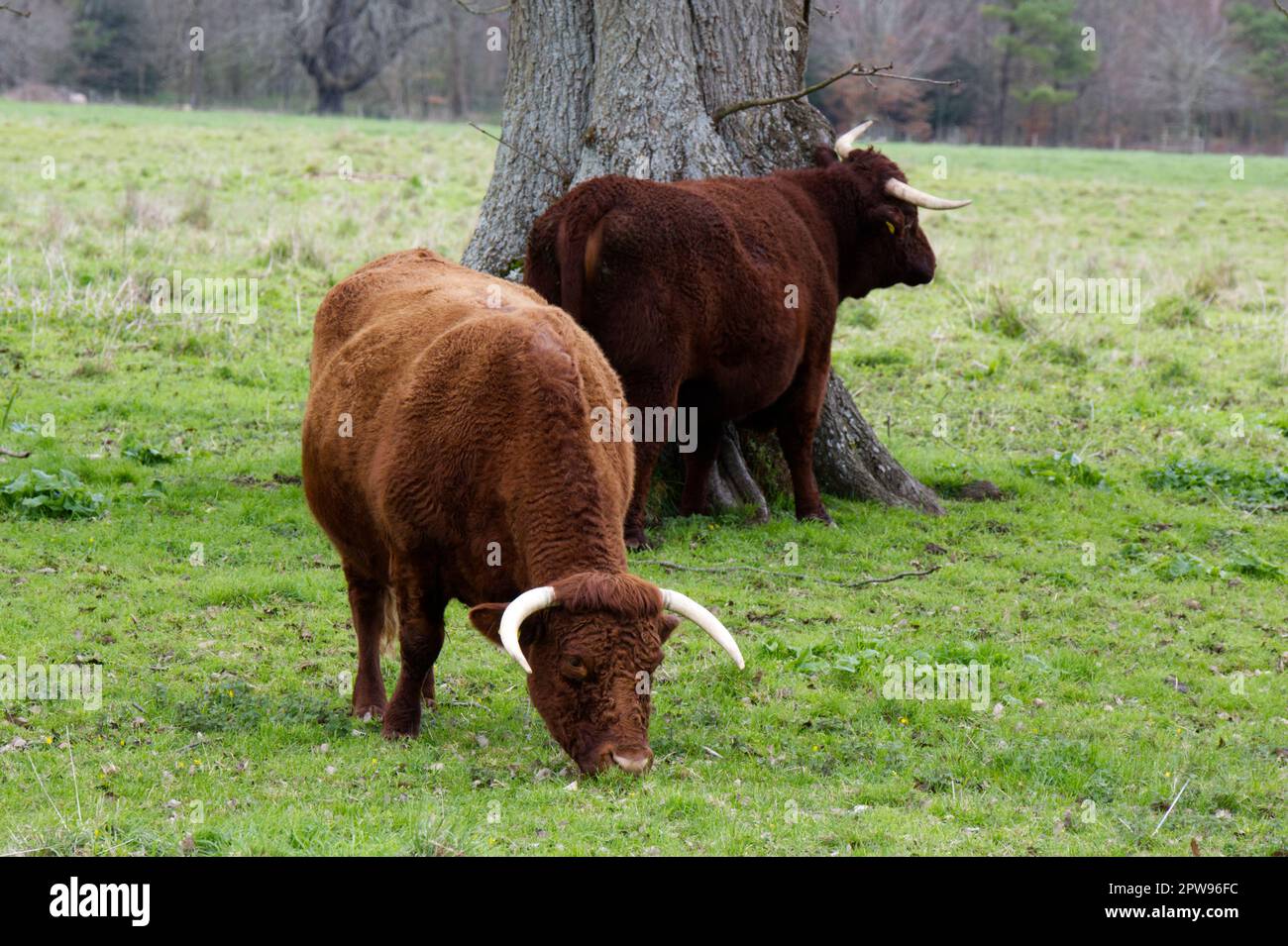 Razza rara, BESTIAME ROSSO RUBINO DEVON a Kingston Lacy estate, Dorset UK nel mese di aprile Foto Stock