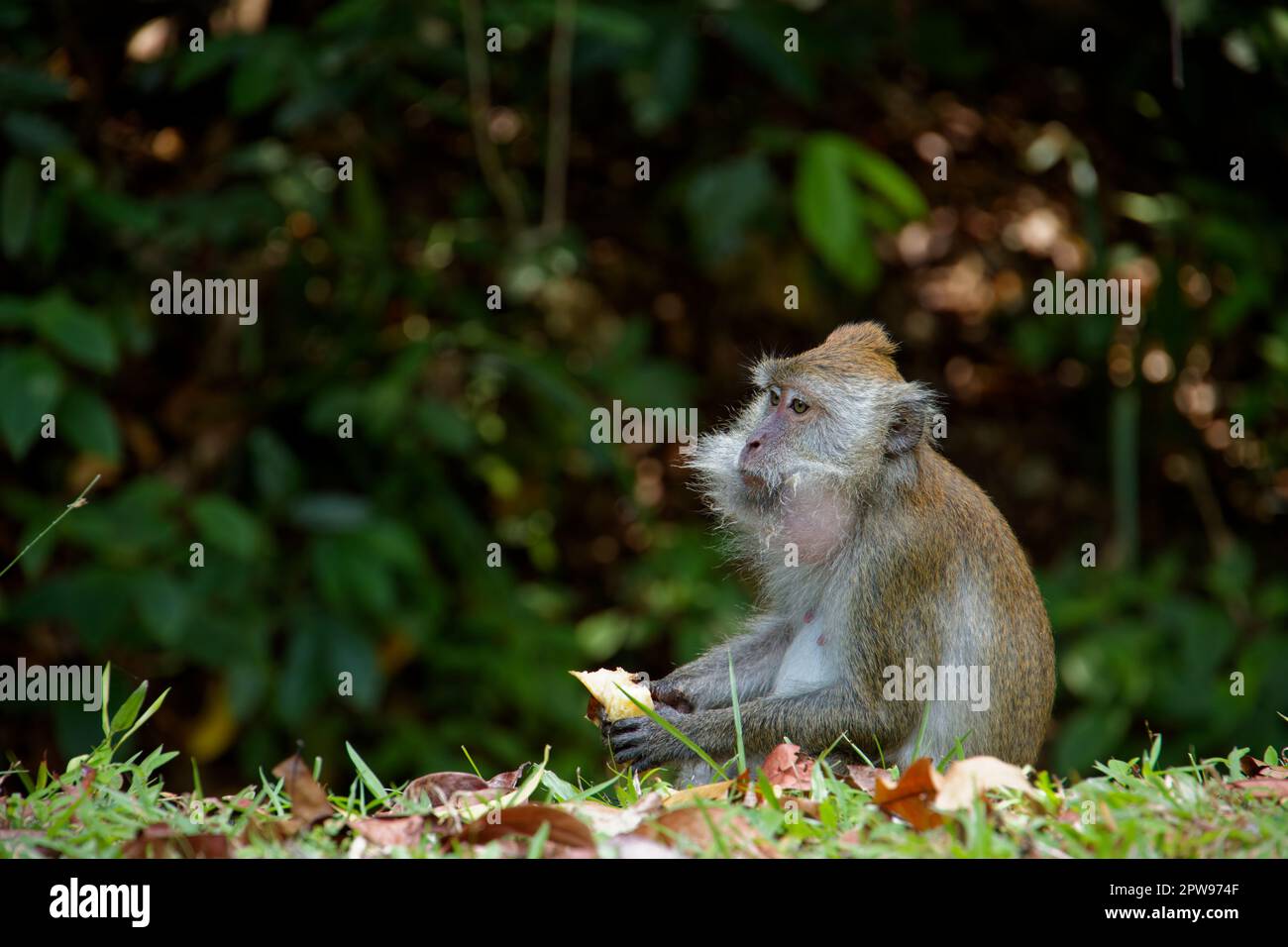 macachi scimmie cheeky Foto Stock