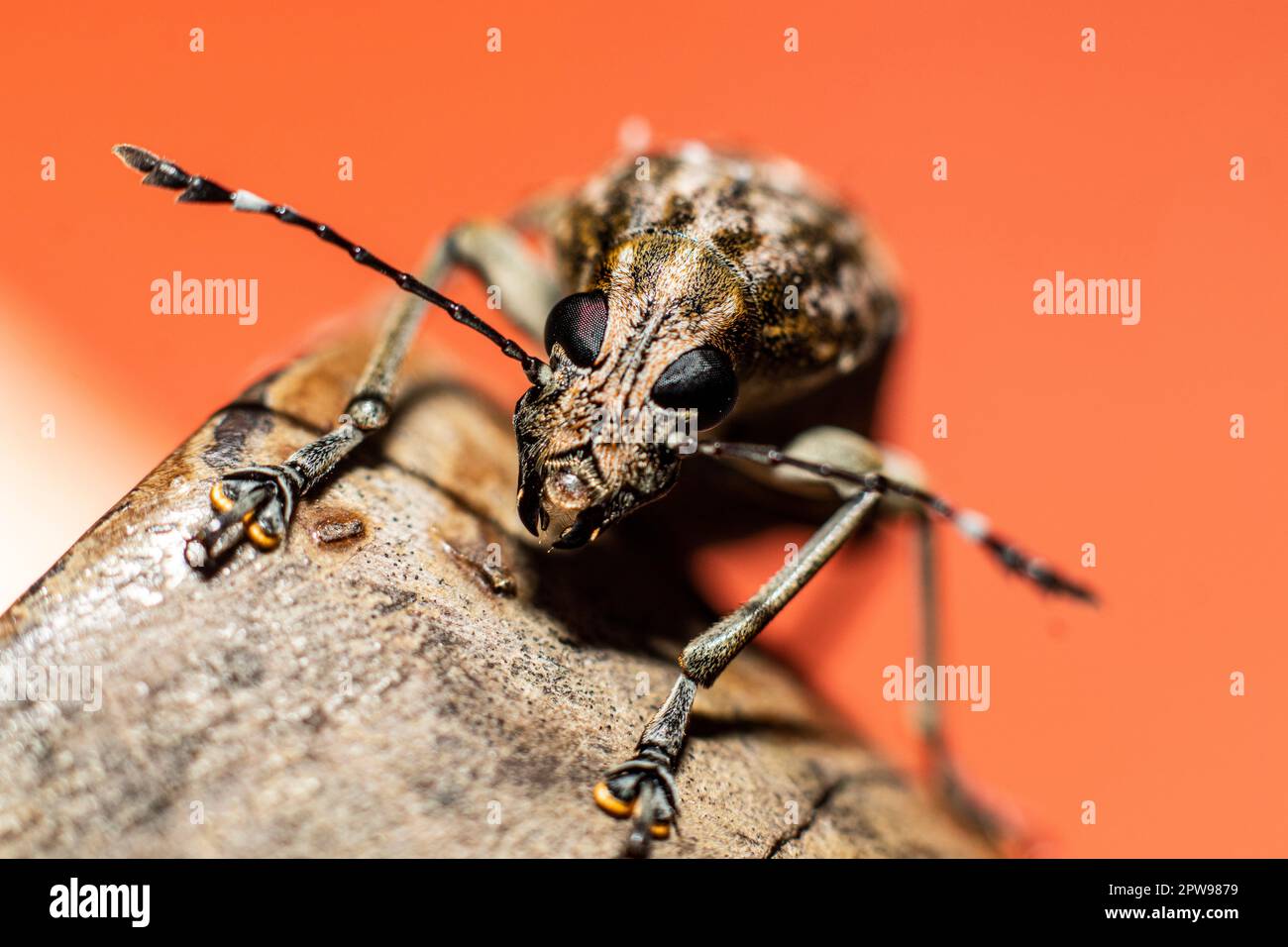Macro di un Polydrusus su una roccia su uno sfondo luminoso Foto Stock