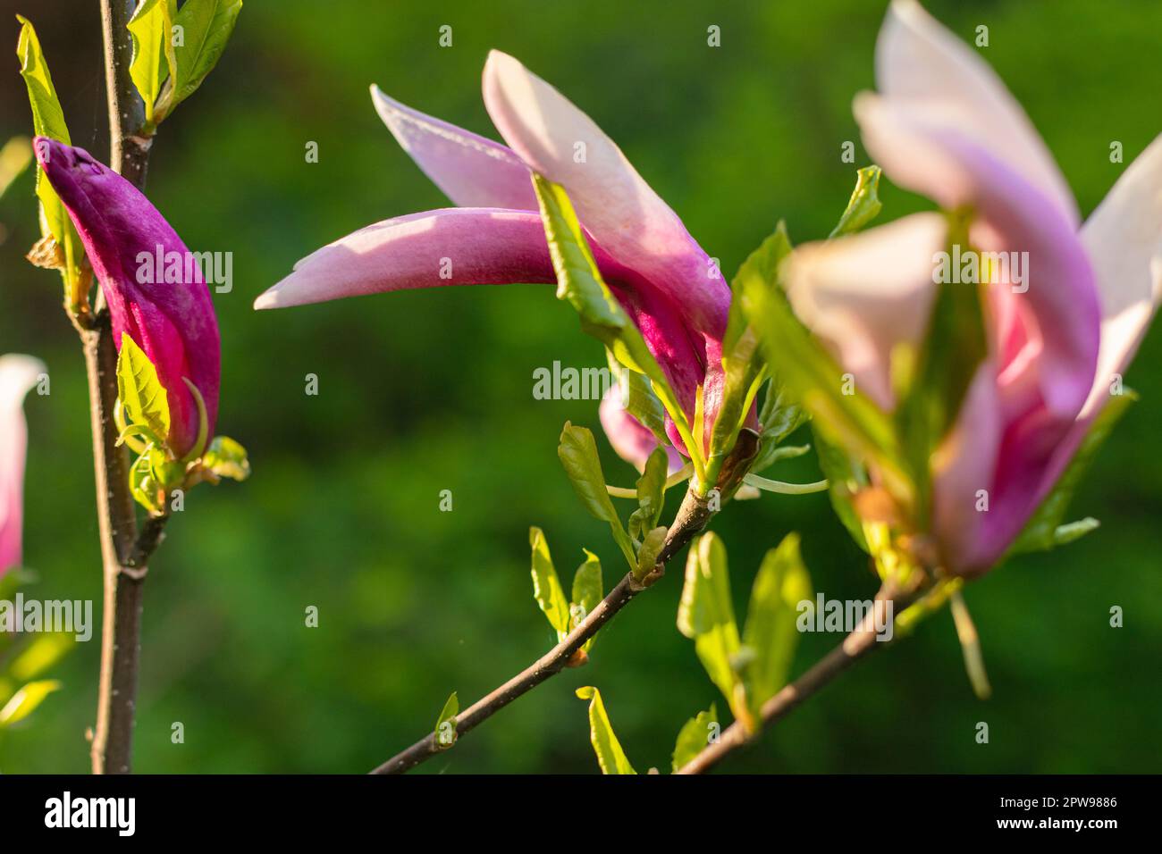 Magnolia fiore al mattino. Giardino mattutino. Fiori primaverili. Cespugli fioriti. Foto Stock