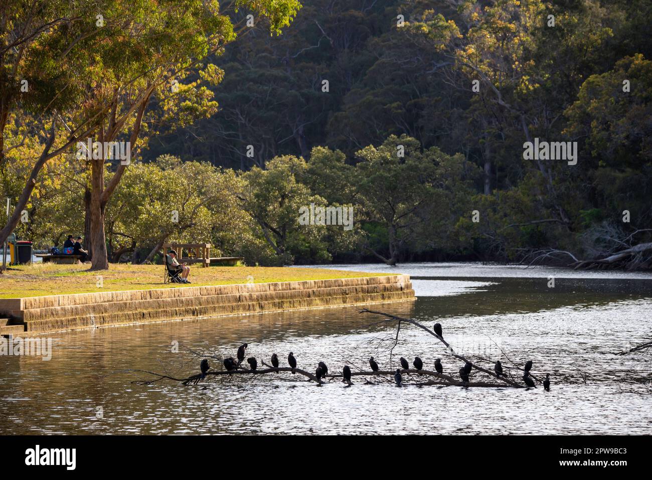 Una linea di piccoli cormorani neri (Phalacrocorax sulcirostris) nel pomeriggio su un grande lembo di albero sdraiato fuori dall'acqua a Bobbin Head a Sydney Foto Stock