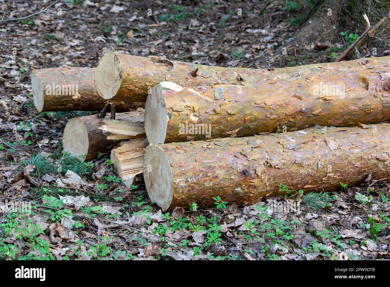 Molti tronchi di alberi abbattuti giacciono sul terreno forestale Foto Stock