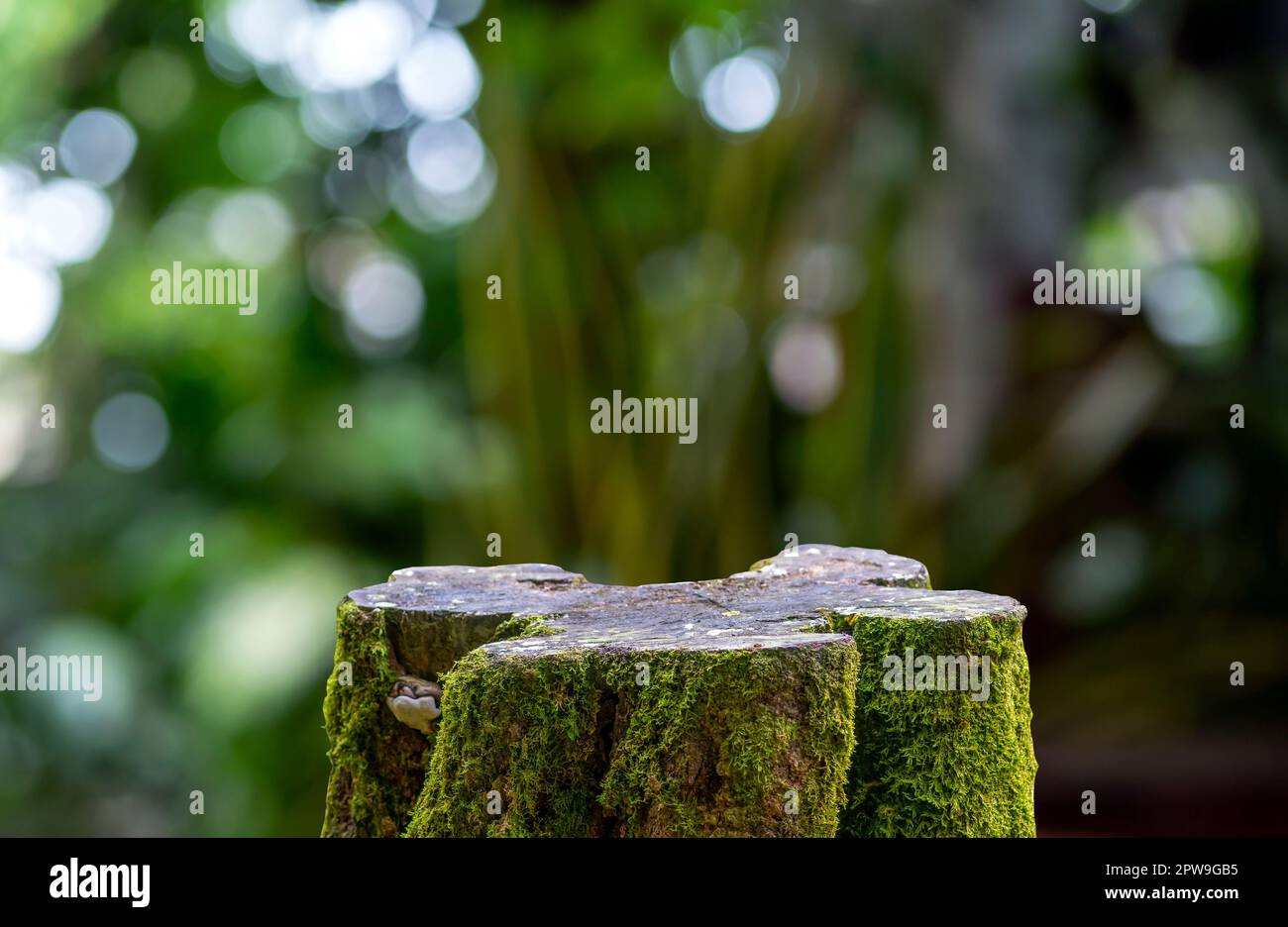 Forma rotonda in legno con muschio verde per l'esposizione del prodotto con sfondo bokeh Foto Stock