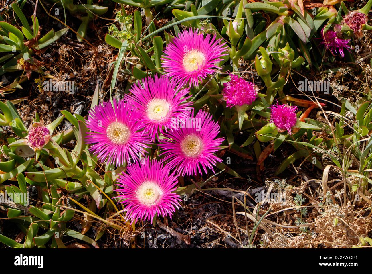 Vista ravvicinata di fiori rosa e succulenti che fioriscono in un giardino tra vegetazione verde e erba secca.n albufeira algarve portogallo Foto Stock