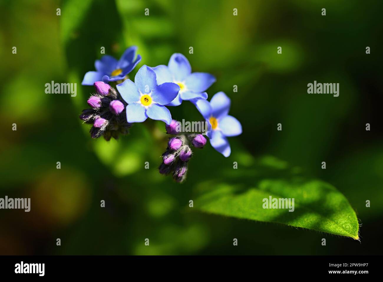 Bella blu piccoli fiori - Dissimmi-non fiore. Primavera colorato sfondo natura. (Myosotis sylvatica) Foto Stock