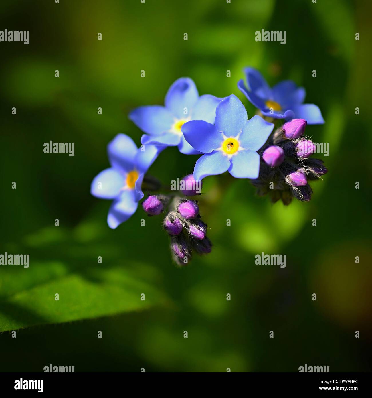 Bella blu piccoli fiori - Dissimmi-non fiore. Primavera colorato sfondo natura. (Myosotis sylvatica) Foto Stock