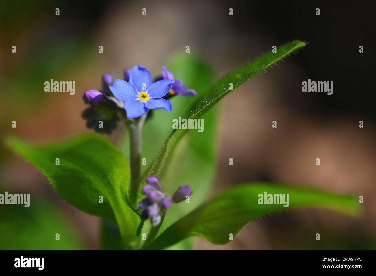 Bella blu piccoli fiori - Dissimmi-non fiore. Primavera colorato sfondo natura. (Myosotis sylvatica) Foto Stock
