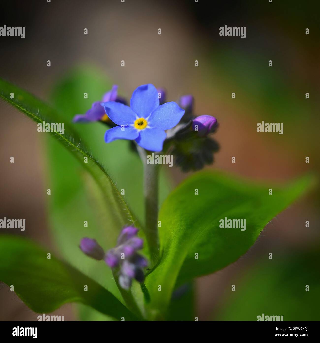 Bella blu piccoli fiori - Dissimmi-non fiore. Primavera colorato sfondo natura. (Myosotis sylvatica) Foto Stock