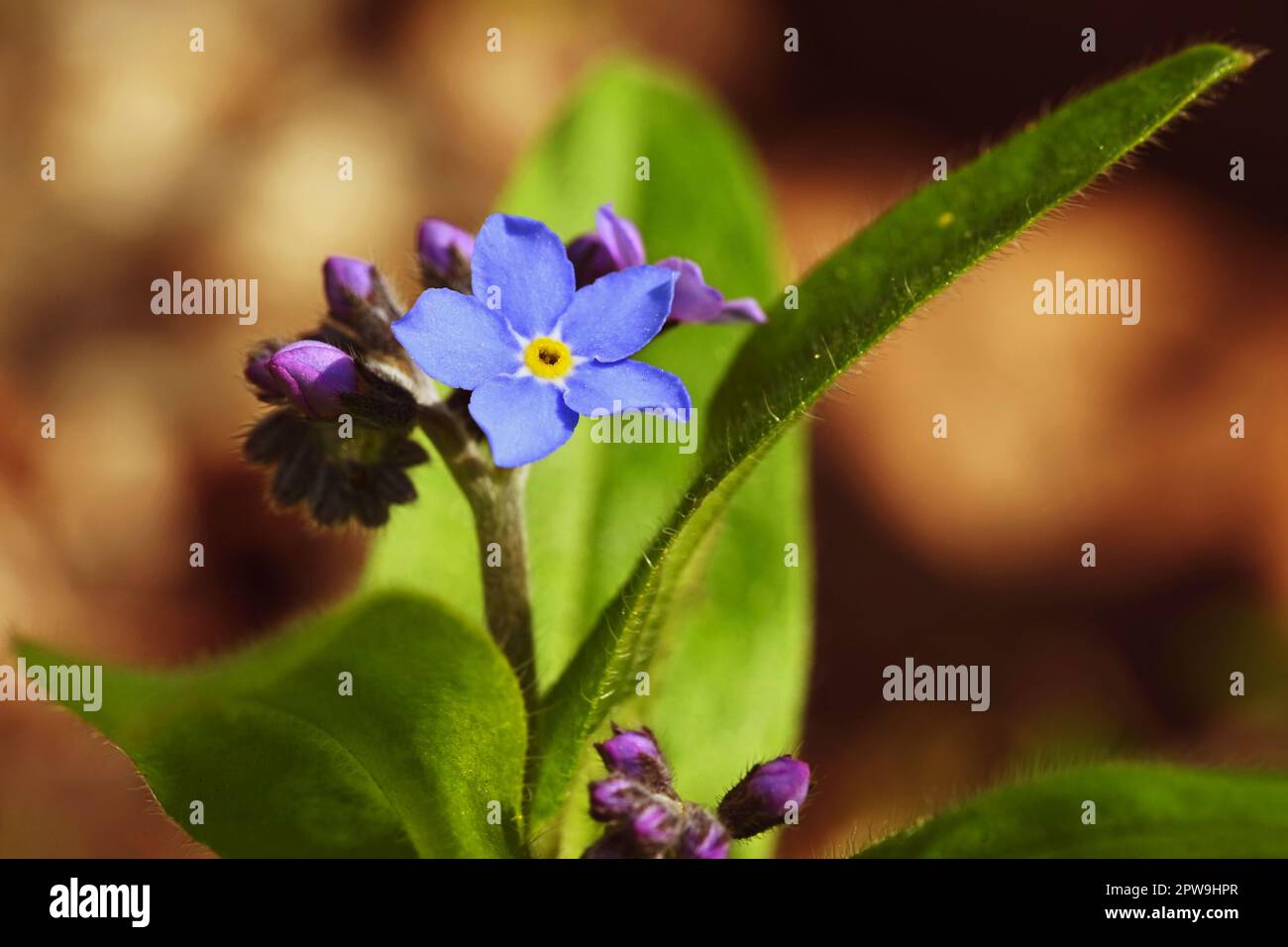 Bella blu piccoli fiori - Dissimmi-non fiore. Primavera colorato sfondo natura. (Myosotis sylvatica) Foto Stock