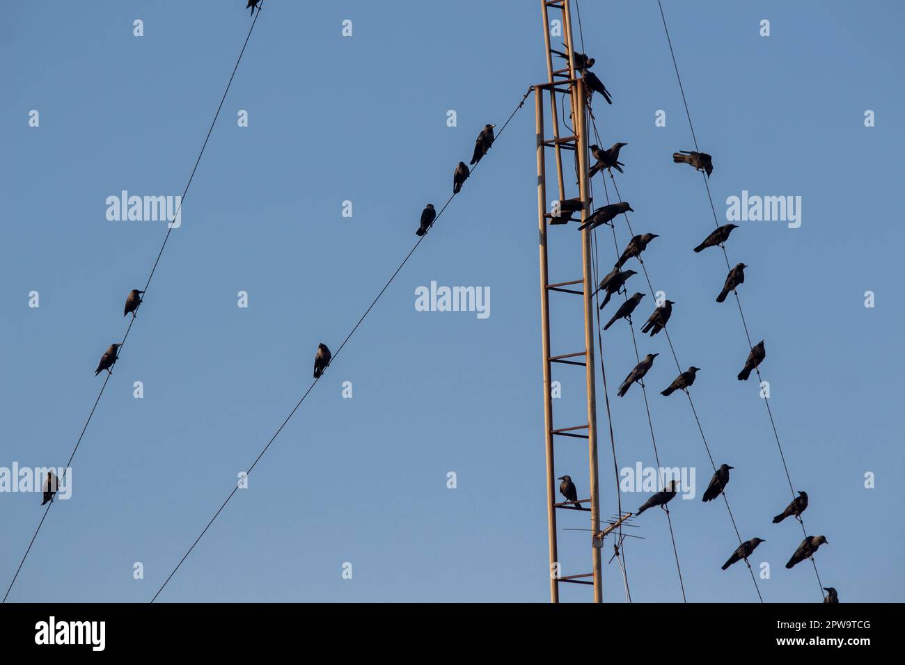 Crows indiani invasivi che si aggancano sui cavi del tetto Foto Stock