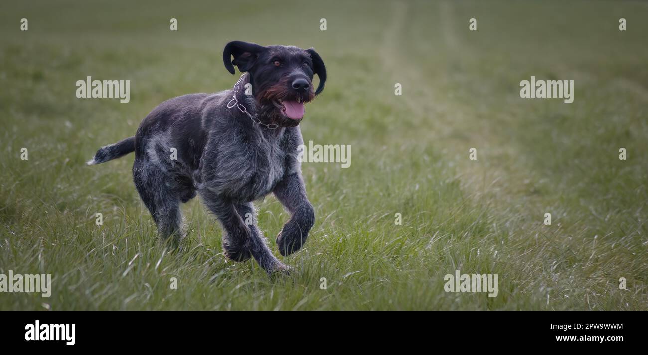 Sako il cane tedesco da caccia con lancetta Foto Stock