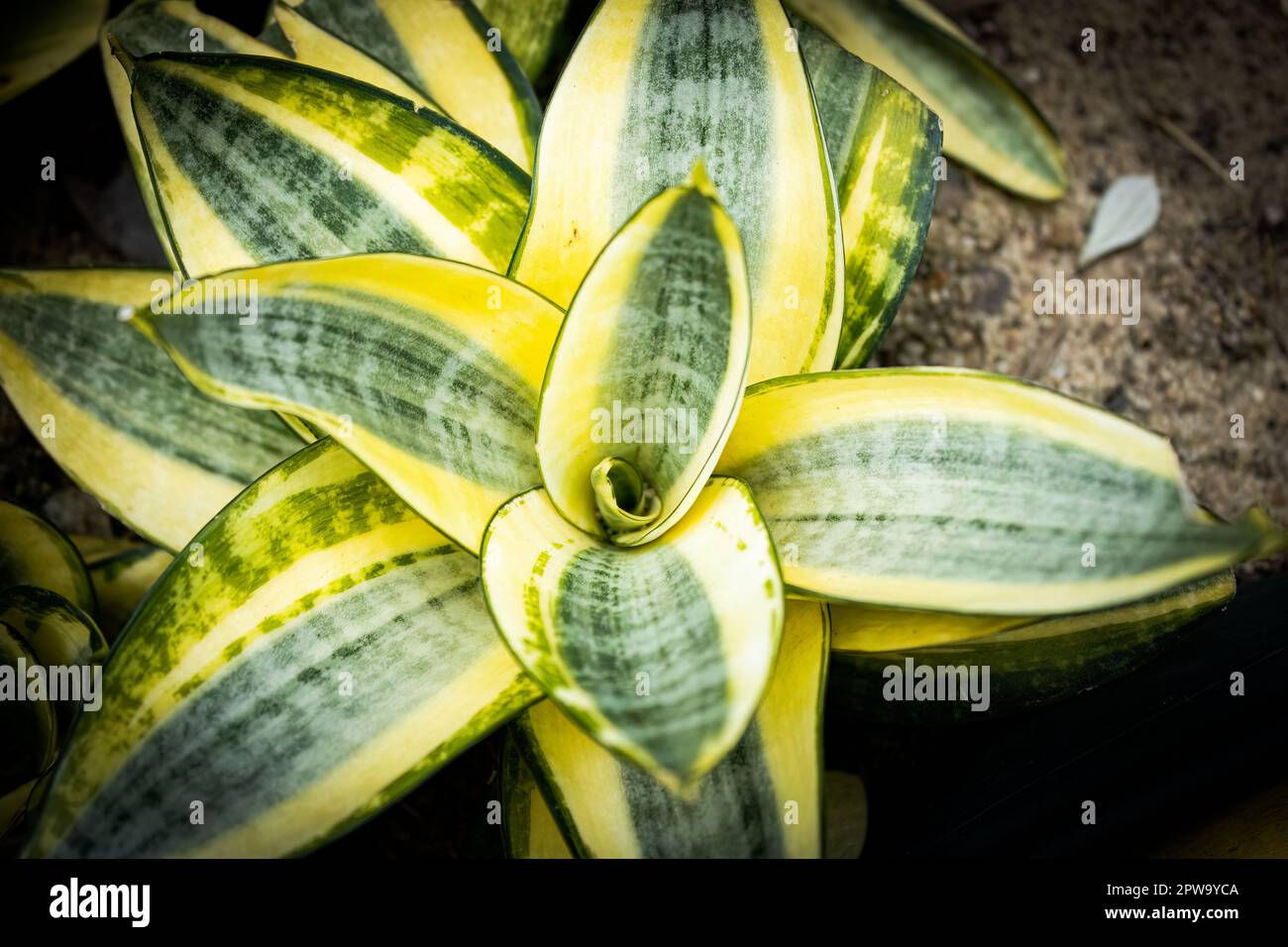 Mini spada di Sao Jorge con sfondo giardino sfocato. Illuminato dal sole. Specie Sansevieria trivasciata Foto Stock