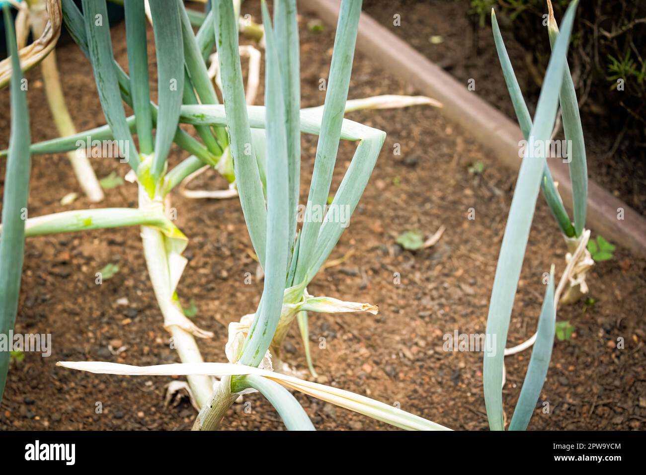 Erba cipollina con sfondo giardino sfocato. Illuminato dal sole. Specie Allium Schoenoprasum. Foto Stock