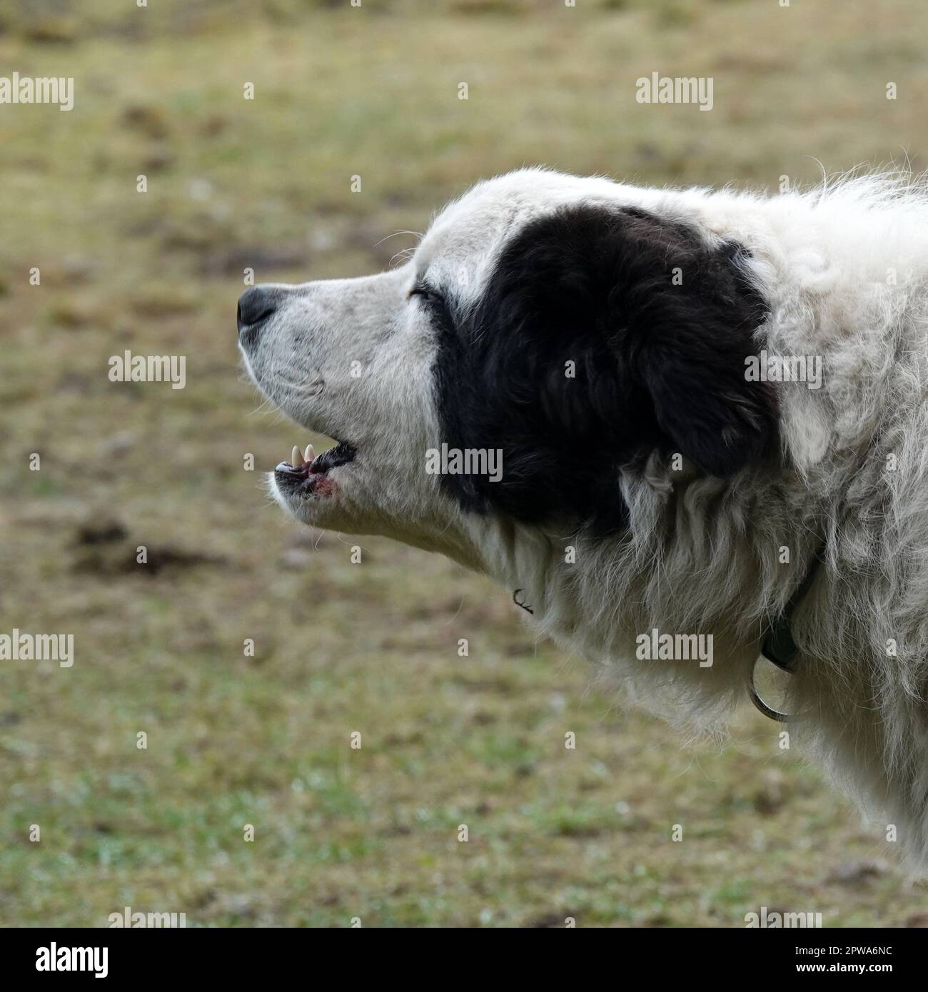 Barking Mastín del Pirineo o Mastiff dei Pirenei. Egli è tenuto a vegliare su un gregge di pecore. Foto Stock