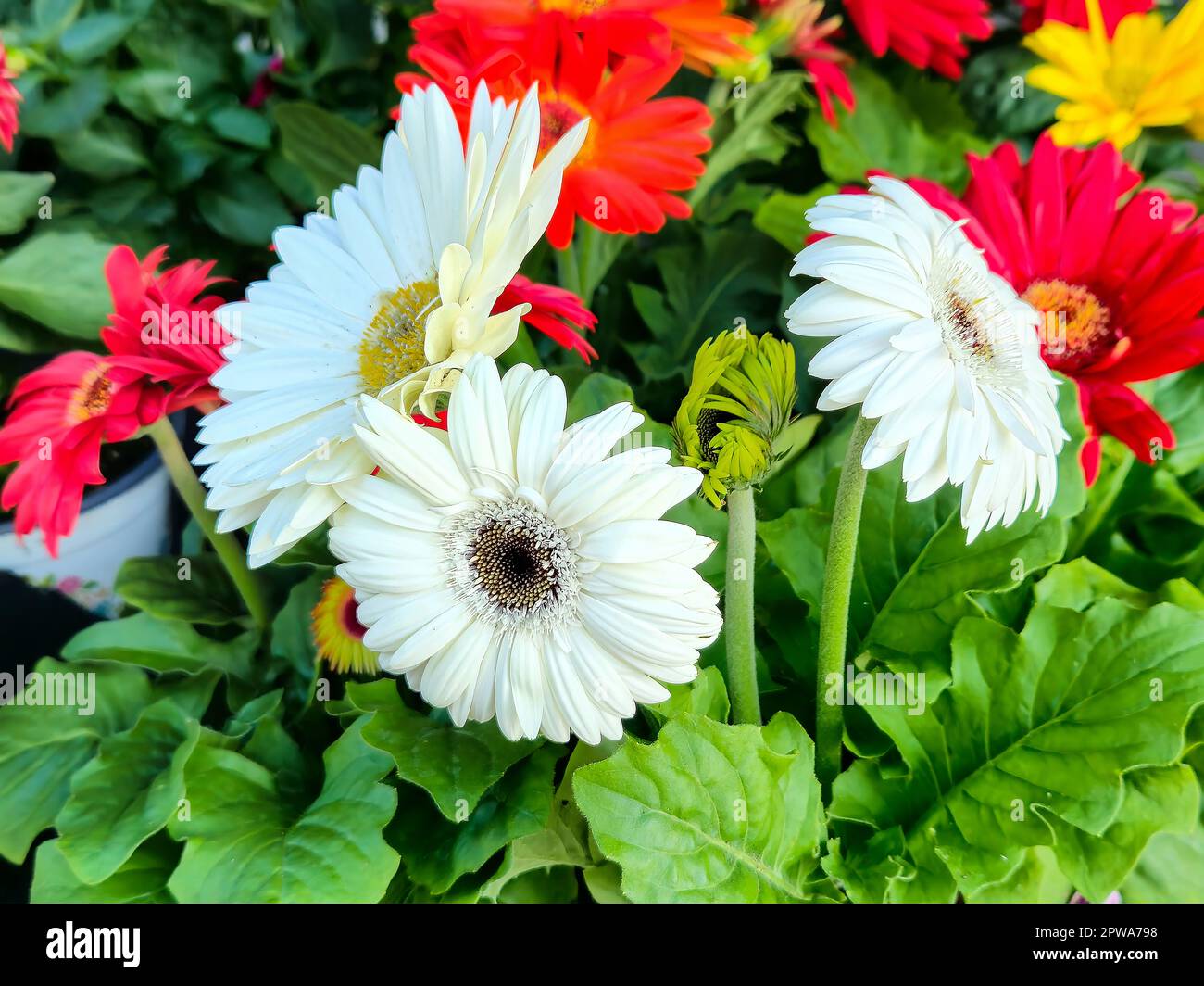 Primo piano di una margherite gerbera bianca e rossa Foto Stock