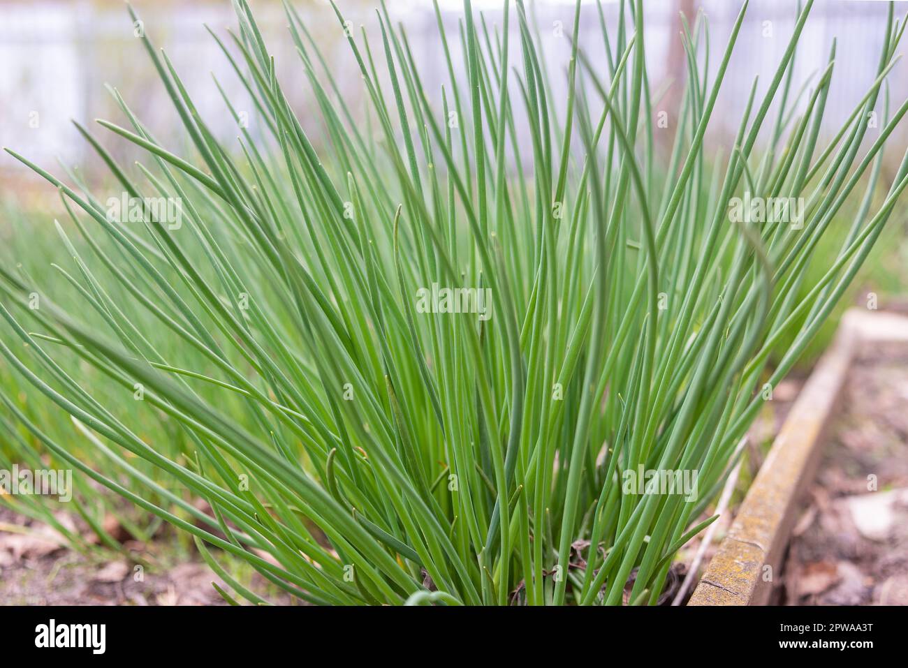 Primo piano di cipolla verde o erba cipollina è il nome commerciale e culinario di alcune specie del genere Allium. Giardino, rurale, cottage. Foto Stock