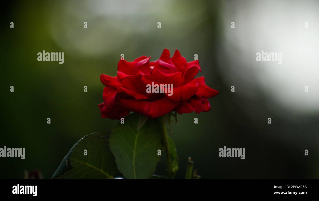fiore di rosa rosso singolo con fondo scuro Foto Stock