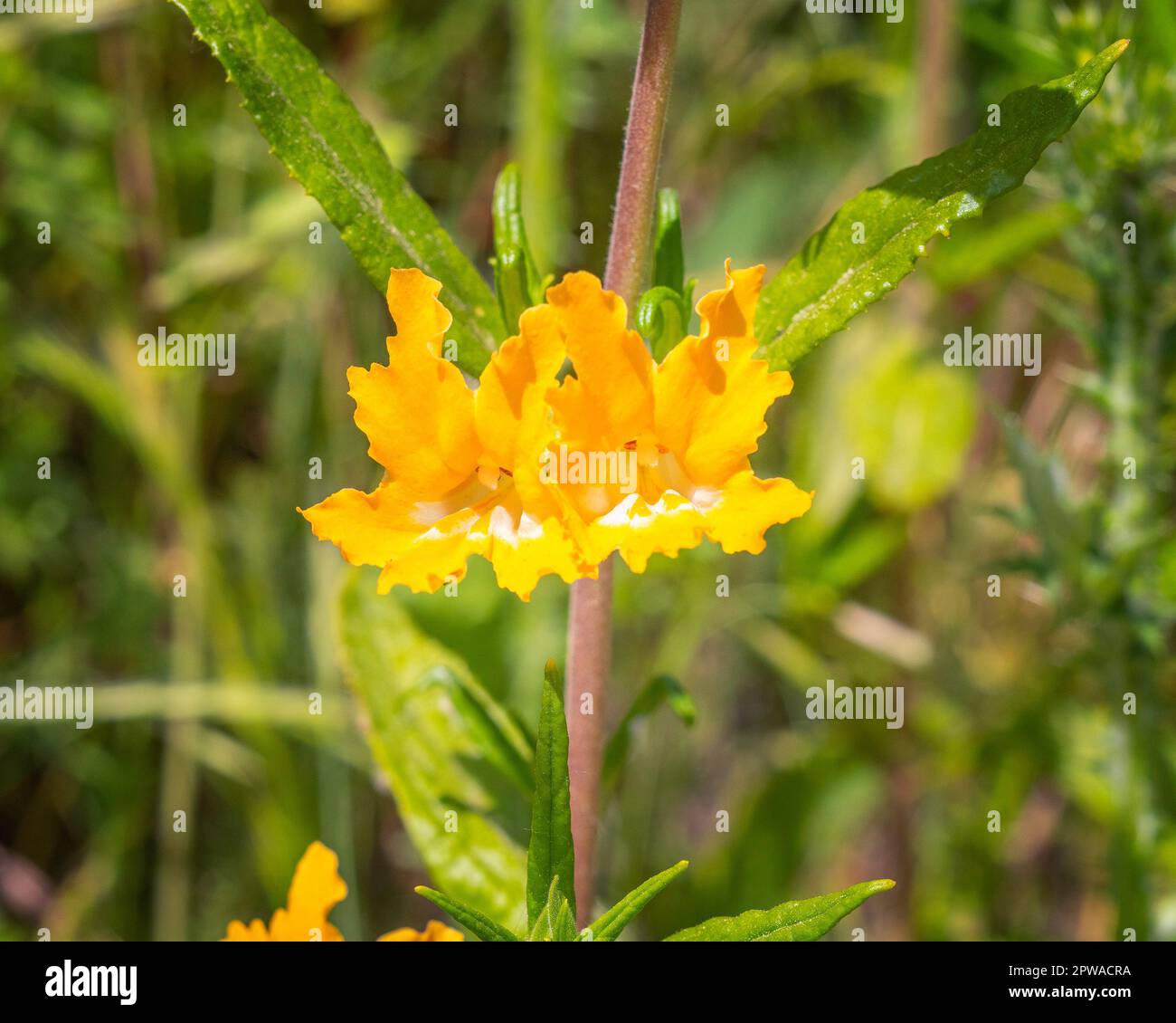 Primo piano di un fiore Sticky Monkey-Flower (Diplus aurantiacus) al lago artificiale di Hollywood a Los Angeles, CA. Foto Stock