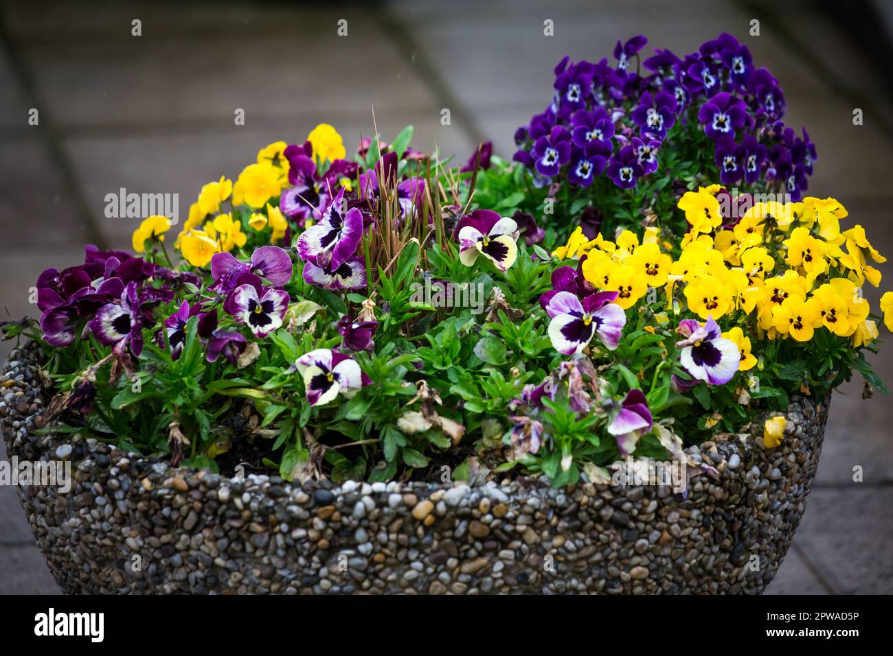 Pantie gialle, viola e viola Foto Stock