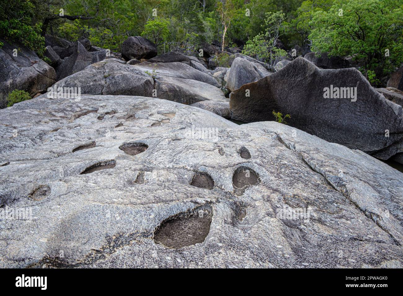 Impronte di dinosauri fossili al Granite Gorge Nature Park, Mareba, Queensland, Australia Foto Stock