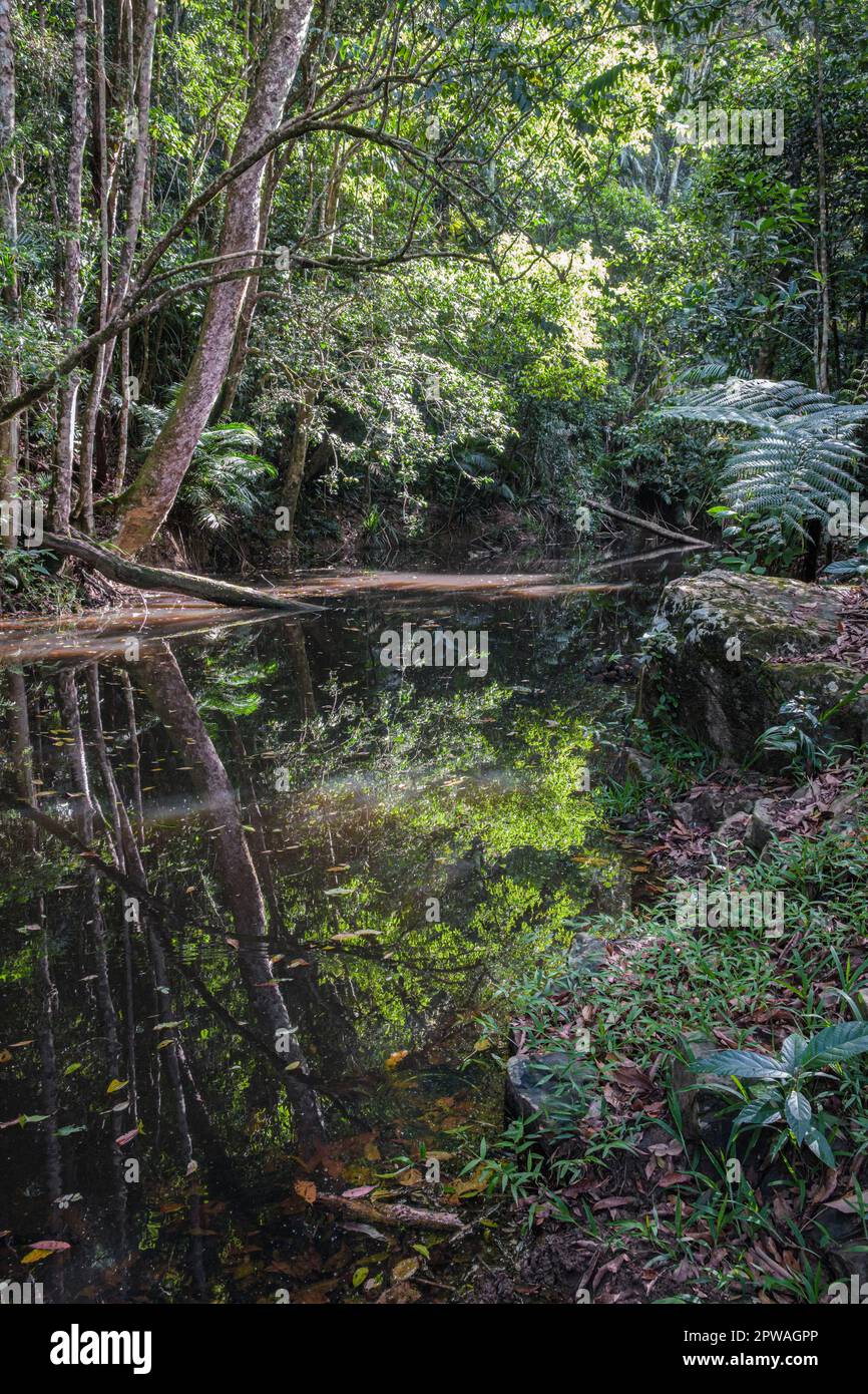 Jumrum Creek, Kuranda, Queensland, Australia Foto Stock