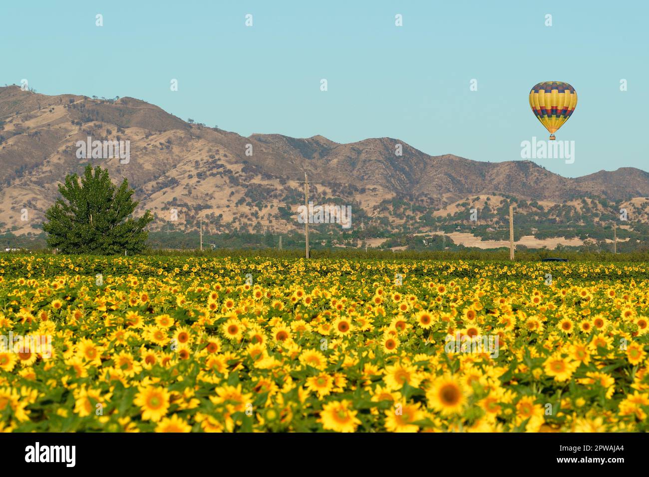 Una mongolfiera galleggia su fiori gialli luminosi in un campo di girasole nella Yolo County California. Foto Stock