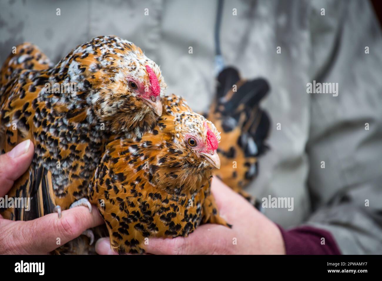 Gallina belga di Anversa Bantam (Antwerpener Bartzwerg) Foto Stock