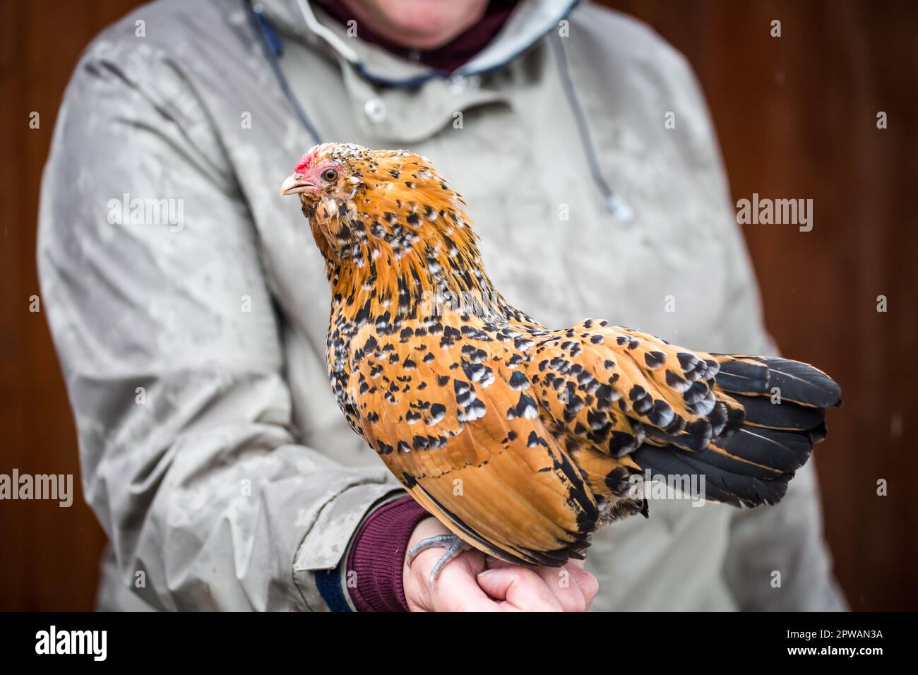 Gallina belga di Anversa Bantam (Antwerpener Bartzwerg) Foto Stock