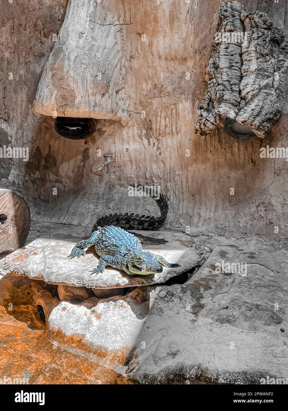 Vista sul bellissimo alligatore nel giardino zoologico Foto Stock