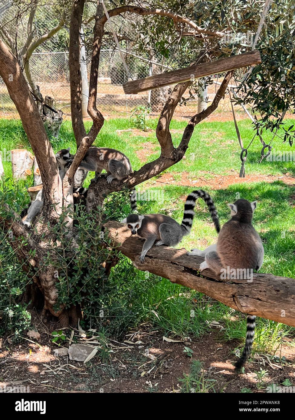 Lemuri dalla coda ad anello seduti sull'albero nel giardino zoologico Foto Stock