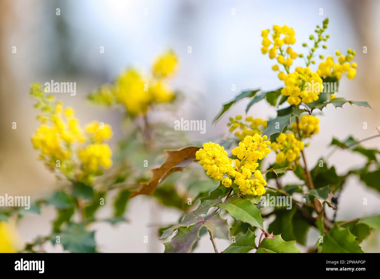Arbusti con fiori gialli fiorenti il giorno di primavera, primo piano Foto  stock - Alamy