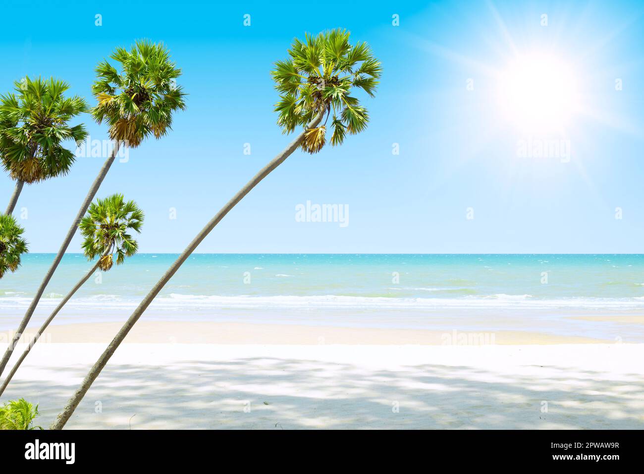 calma tranquilla estate mare spiaggia ampia vista oceano con alte palme isola tropicale spazio vuoto per la pubblicità sfondo Foto Stock