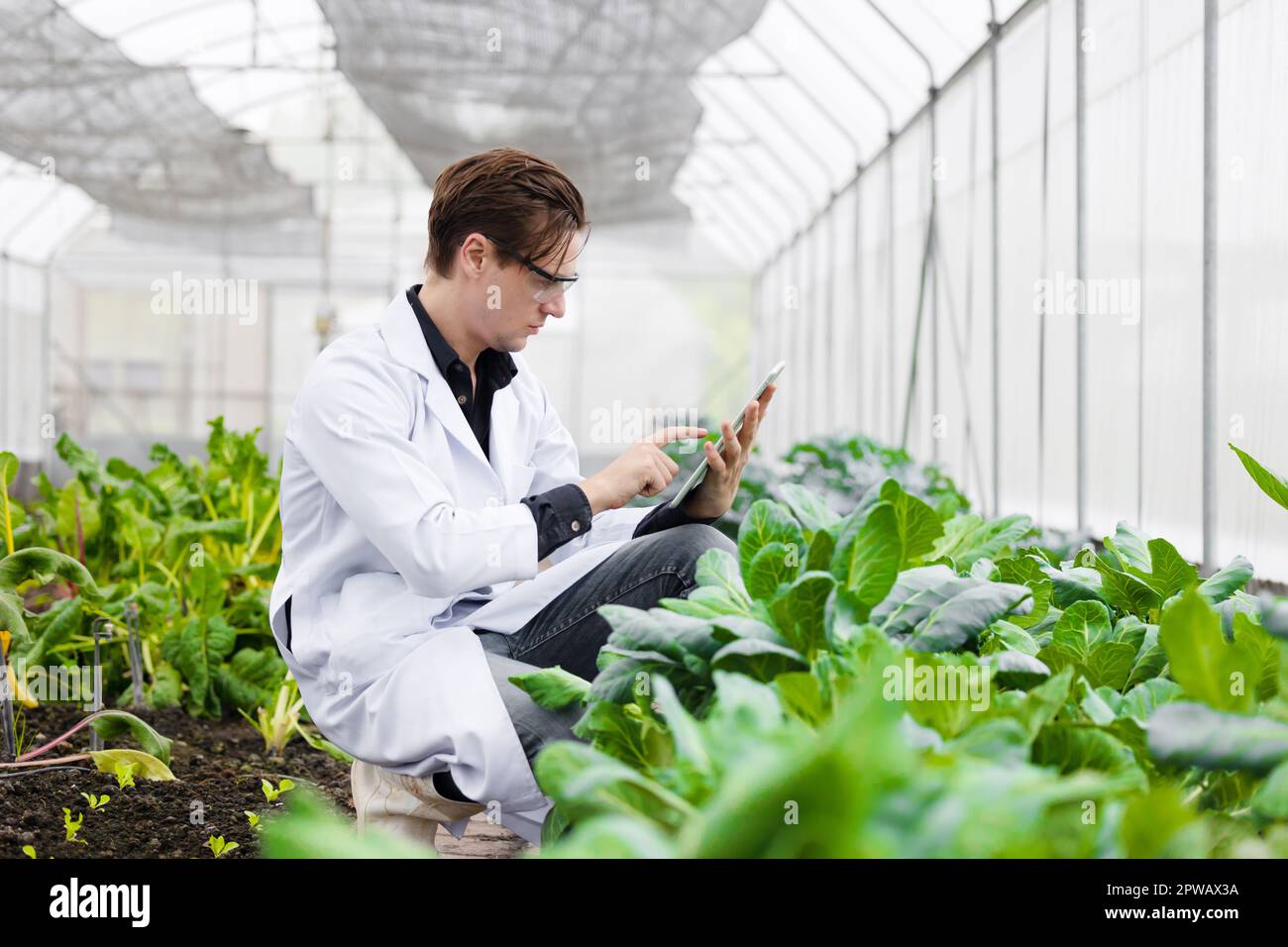 Uomo scienziato dell'agricoltura che lavora ricerca di piante in laboratorio di bio-fattoria. Studio biologo che raccoglie i dati con un computer portatile. Foto Stock