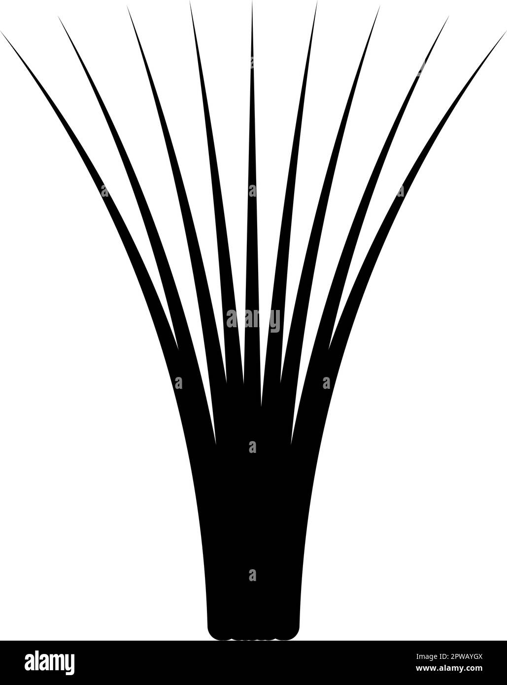 Erba commestibile lemongrass Cymbopogon citratus spezie vegetali erbe pianta icona nero colore vettore illustrazione immagine piatto stile Illustrazione Vettoriale