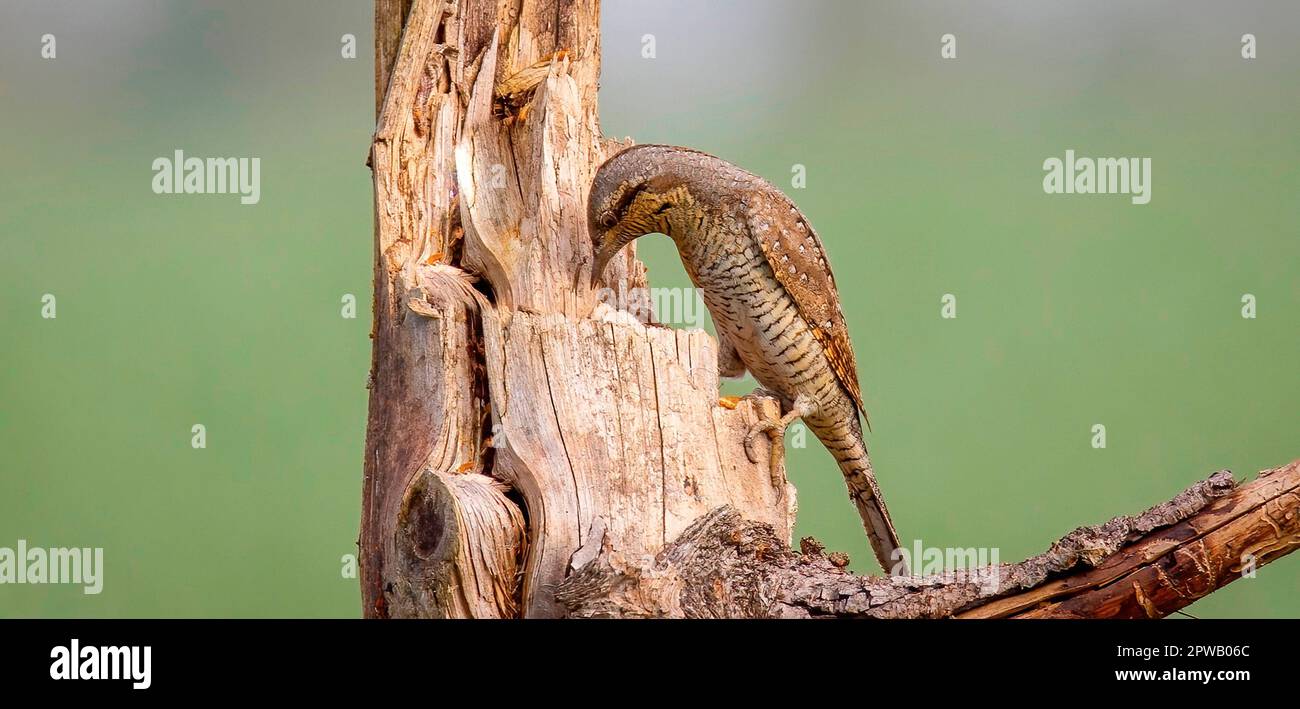 La torquilla Jynx Wryneck siede su un ramo e attrae una femmina, la foto migliore. Foto Stock