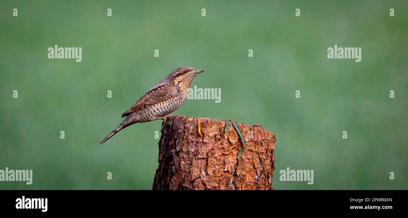 La torquilla Jynx Wryneck siede su un ramo e attrae una femmina, la foto migliore. Foto Stock