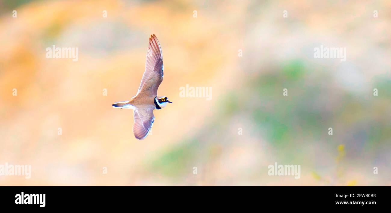 Charadrius dubius piccolo ringed il pover in habitat naturale, la foto migliore. Foto Stock